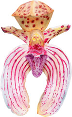 Bulbophyllum phalaenopsis, single flower endemic orchid of borneo