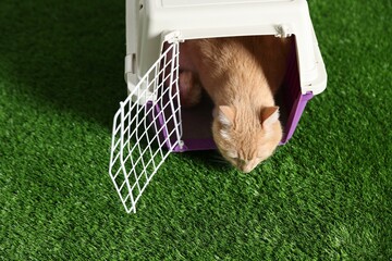 Cute cat in pet carrier on green grass