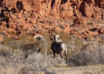 Desert Bighorn Sheep Rams in the Valley of Fire state park Nevada in Winter