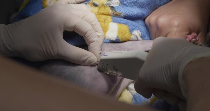 The veterinarian in gloves fastens the wound on the cat using a medical stapler, providing accurate closure and protection of the healing process. Using a skin stapler in veterinary medicine.