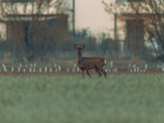 Young roe deer standing alert in field