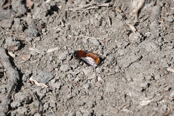 A Tawny Mining Bee (Andrena fulva)
