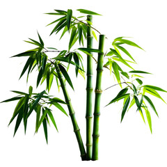 Fototapeta premium a cluster of vibrant green bamboo stalks with lush foliage stands against a plain white background.