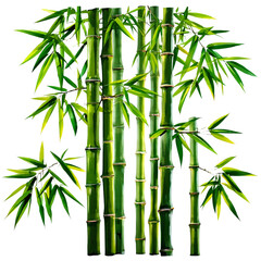 Obraz premium a vibrant and detailed illustration depicts several stalks of lush green bamboo with gracefully arching leaves against a plain white background.