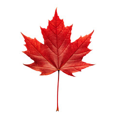 red maple leaf