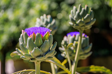 Artichoke flower blooms with vibrant purple thistle petals in California fields