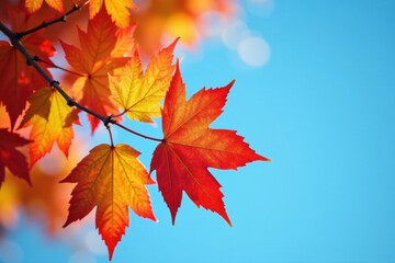 Fototapeta premium Colorful autumn branch with leaves in shades of golden amber and crimson against a blue sky background, branches, tree