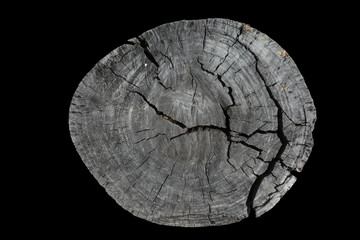 tree stump wood trunk Isolated background object wallpaper high quality  texture pattern