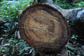 Fototapeta premium tree stump wood trunk Isolated background object wallpaper high quality texture pattern in forest