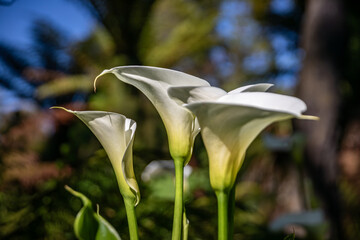 White calla lilys blossom in the spring in the Golden Gate Park, San Francisco
