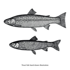 Hand Drawn Trout Fish Vector Illustration. Vintage Engraving Style Freshwater Animal Sketch