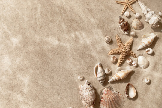 Sandy beach with collections of white and beige seashells and starfish as natural textured background for summer travel and vacation design