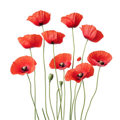 Fototapeta premium Scarlet Poppy Symphony: A vibrant bouquet of red poppy blossoms gracefully dance in the sunlight, showcasing their delicate petals and graceful stems. Capturing the essence of floral beauty, purity.