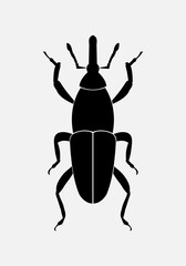 Weevil. Vector illustration of insect pests on white background. Isolated black icon.