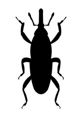 Weevil. Vector illustration of insect pests on white background. Isolated black icon.