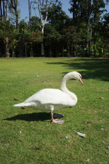 Goose on Green Grass Field – Tranquil Rural Landscape with Birds in Nature wallpaper high quality