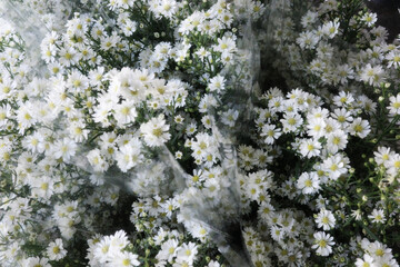 Fresh white asFresh white aster blossoms for floral decoration or backgroundter blossoms for floral decoration or background