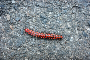 Flat-backed millipede Close-up of polydesmid millipede with segmented body animal bug high resolution concept