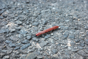 Flat-backed millipede Close-up of polydesmid millipede with segmented body animal bug high...