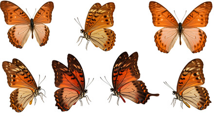 Naklejka premium Six orange butterflies in flight, a vibrant display of nature's grace and beauty against a stark white background.