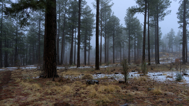 Spring Snow in the Mountains