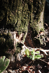 nature young green seedlings plants growing on tree life moss with sunlight concept background wildlife	
