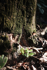 nature young green seedlings plants growing on tree life moss with sunlight concept background wildlife	

