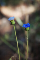 flower nature young green seedlings plants growing  life concept background wildlife high resolution wallpaper background

