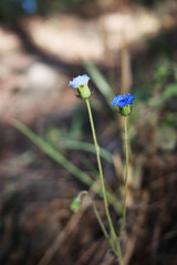 flower nature young green seedlings plants growing  life concept background wildlife high resolution wallpaper background
