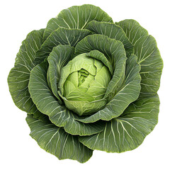 Obraz premium A large cabbage, with its leaves spread out like petals to form the shape of an elegant flower, is displayed on a transparent background. png