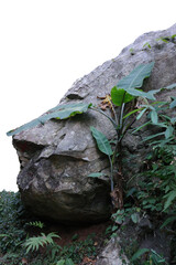 rock large natural environment life concept background wildlife	
high resolution wallpaper background png