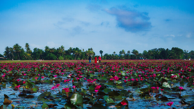 Water lily pond in Malarikkal, Kottayam, Kerala.