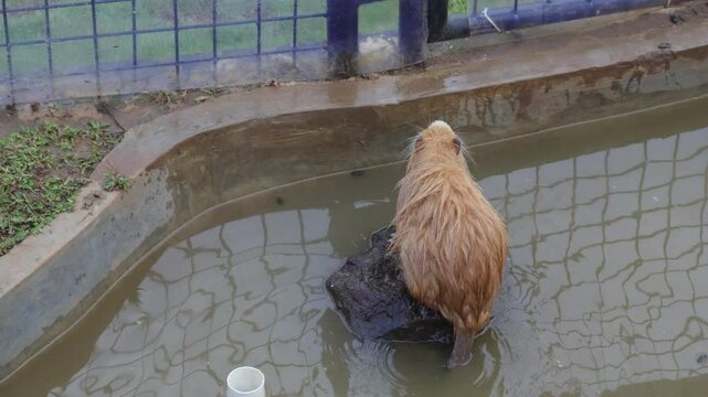 nutria rodents playing in water in the park.