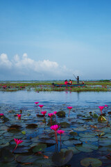 Water lily pond in Malarikkal, Kottayam, Kerala.