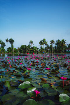 Water lily pond in Malarikkal, Kottayam, Kerala.