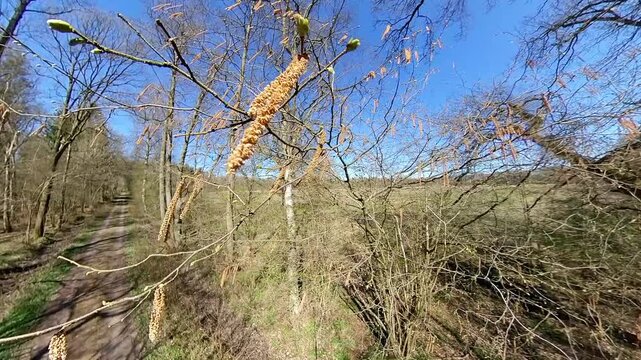 Fr&uuml;hling in Deutschland - Baumpollen und Allergene f&uuml;r Pollenallergiker und Menschen mit einer Pollenallergie
