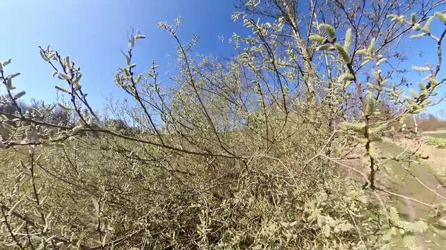 Fr&uuml;hling in Deutschland - Buschpollen und Allergene f&uuml;r Pollenallergiker und Menschen mit einer Pollenallergie