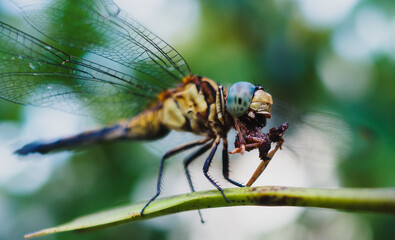 Closeup of insect