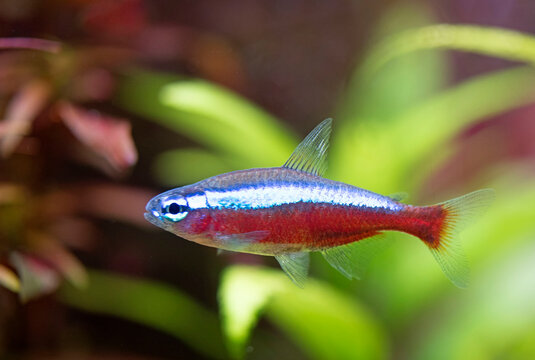 Paracheirodon axelrodi in aquarium