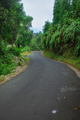 Beautiful drive way in th Himalayan Mountain