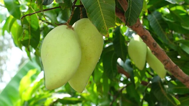 green mangoes on the tree