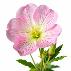 Pink Evening Primrose on white background