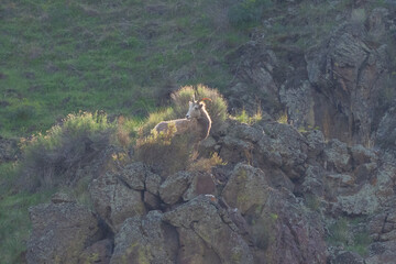Rocky Mountain Big Horn Sheep in Hells Canyon, Washington