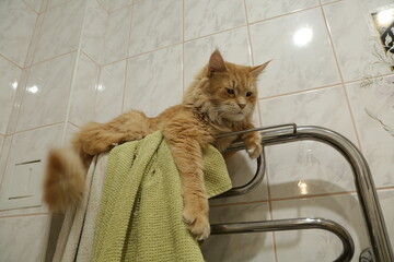 Fun maine coon orange cat sleepy lying and warming on the towel dryer. Cure pet relaxing and...