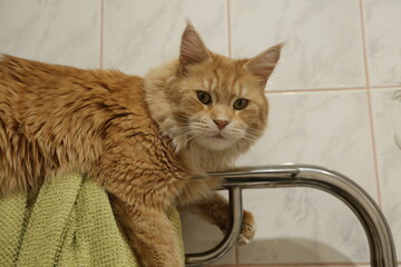 Fun maine coon orange cat sleepy lying and warming on the towel dryer. Cure pet relaxing and...