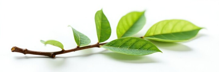 Obraz premium Isolated single branch on white surface with bark details, closeup, forest, bark