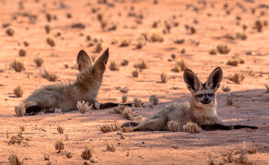 Two african Otocyons lie in the shade, Namibia