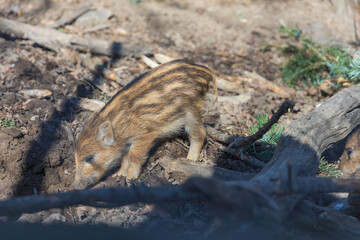 Wild boar - Sus scrofa - in the forest and by the in its natural habitat. Photo of wild nature