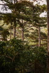 Fototapeta premium Tall pine trees in dense forest with lush needles and rugged bark, illuminated by warm early morning light. Nature scene capturing serene woodland beauty.