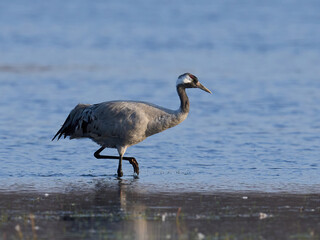 Common crane (Grus grus)